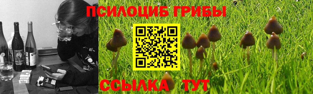 Дубна  Псилоцибиновые грибы Cubensis  Вход с VPN 